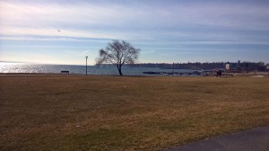 A lone tree on Seneca Lake