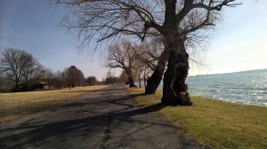 A large tree casts a shadow alongside Seneca Lake's footpath