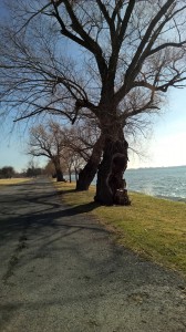 A tree along the shore of Seneca Lake