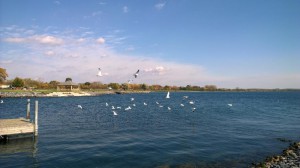 Birds flying over Seneca Lake   