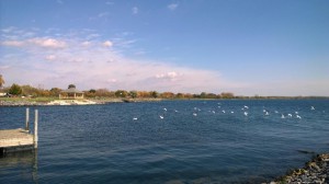 Birds at Seneca Lake    